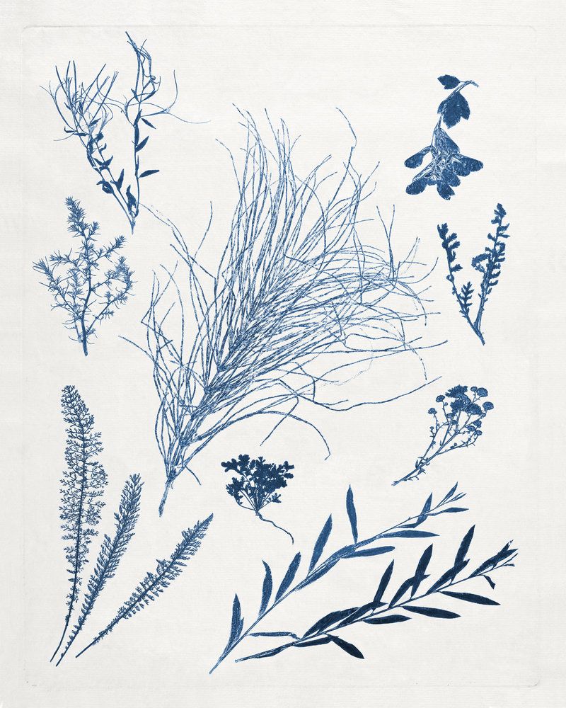 Blue Botanical Study 2 artwork