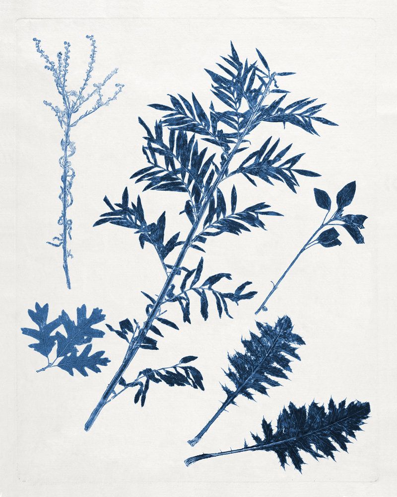Blue Botanical Study 3 artwork