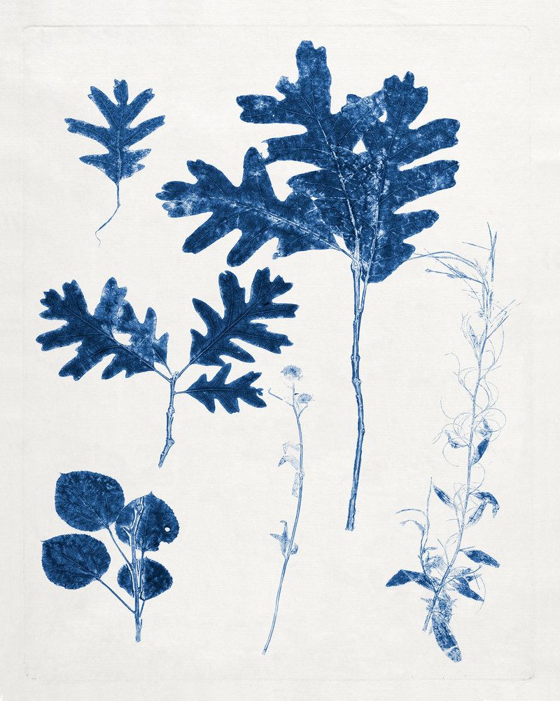 Blue Botanical Study 4 artwork