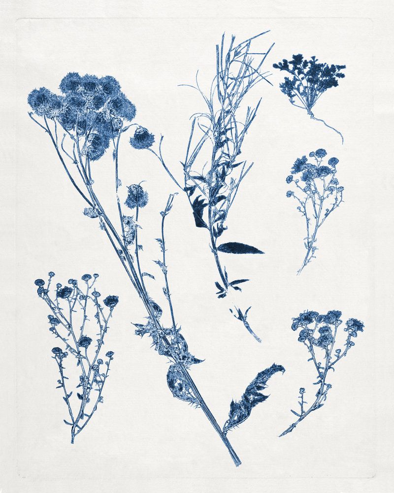 Blue Botanical Study 5 artwork
