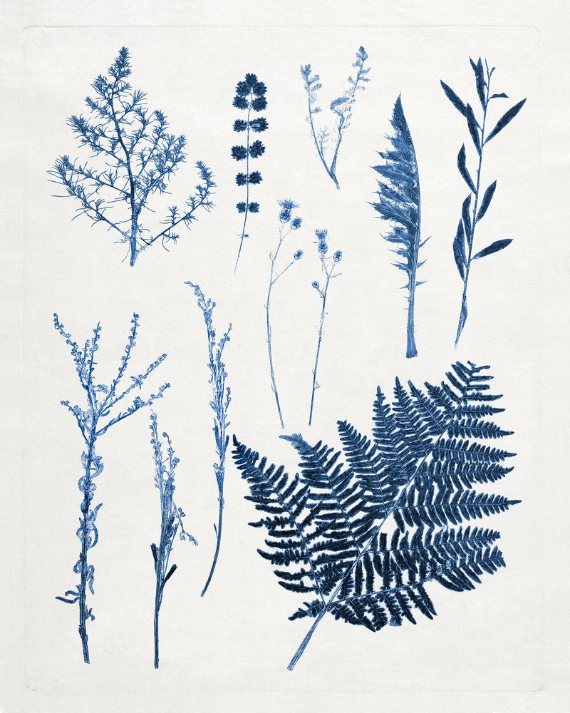 Blue Botanical Study 6 artwork