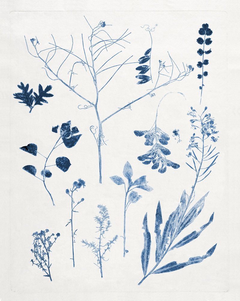 Blue Botanical Study 9 artwork