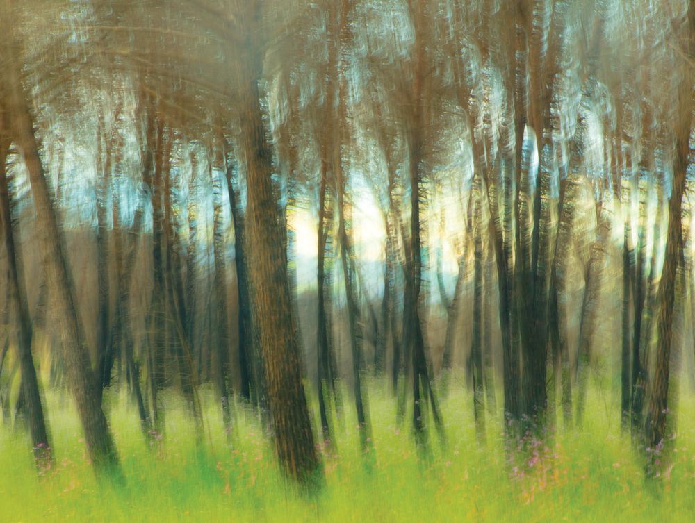 Meadow Calls 1 artwork