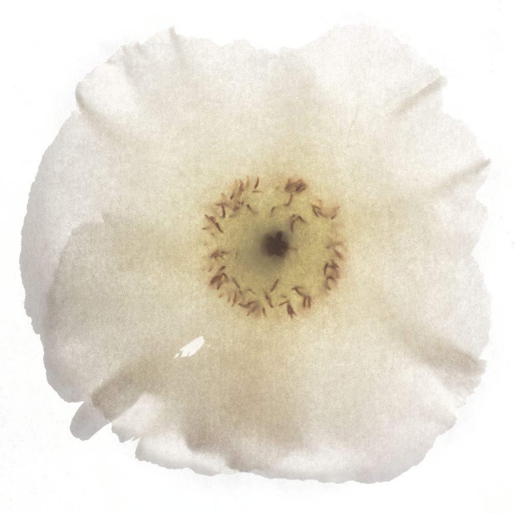 Poppy 1 artwork