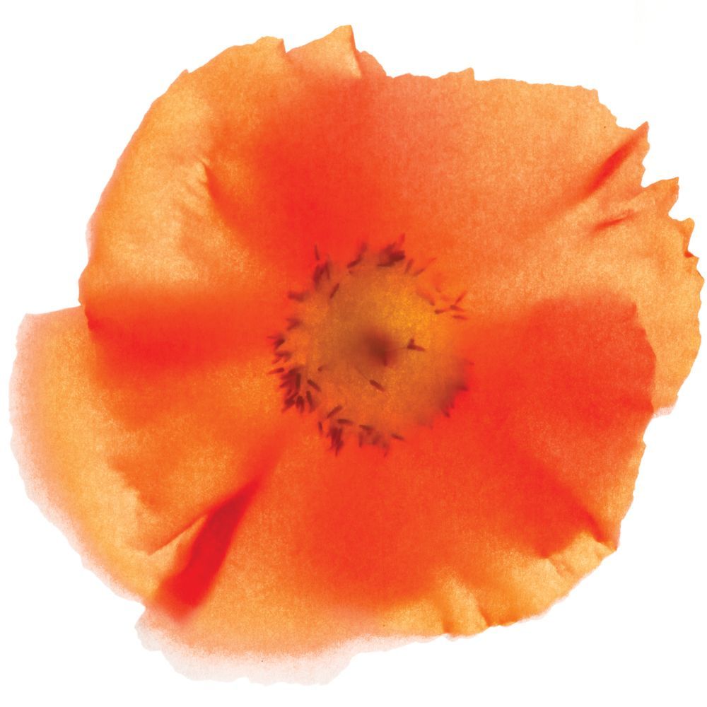 Poppy 3 artwork