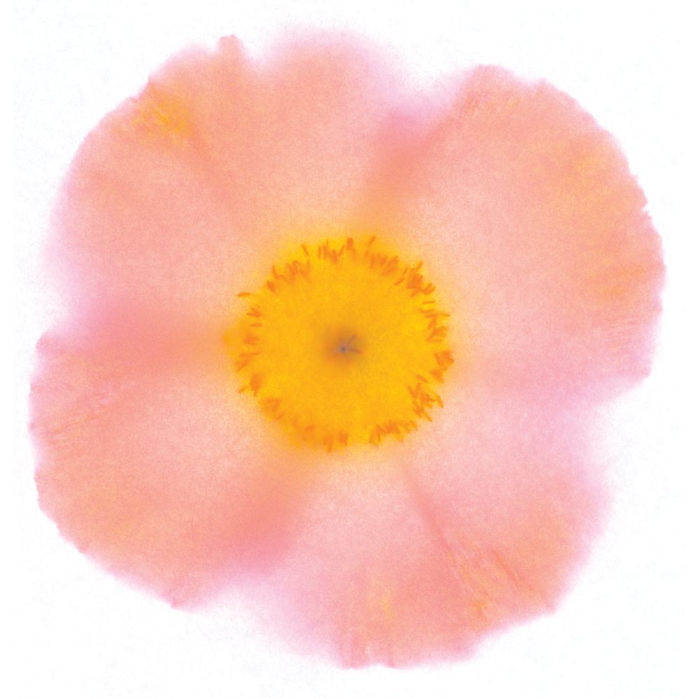 Poppy 4 artwork