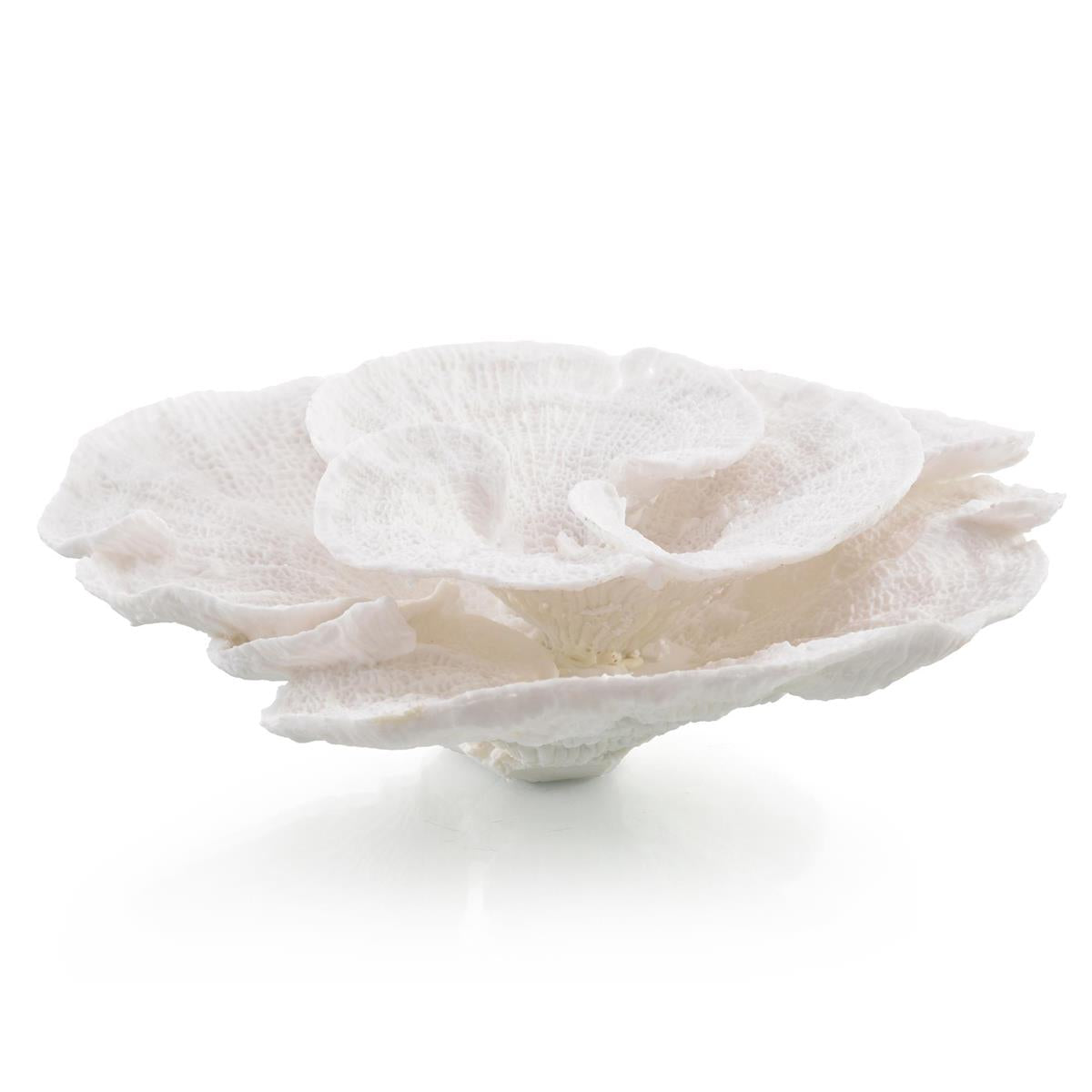 Foliose Coral – Art by John Richard | Sutter & Vale