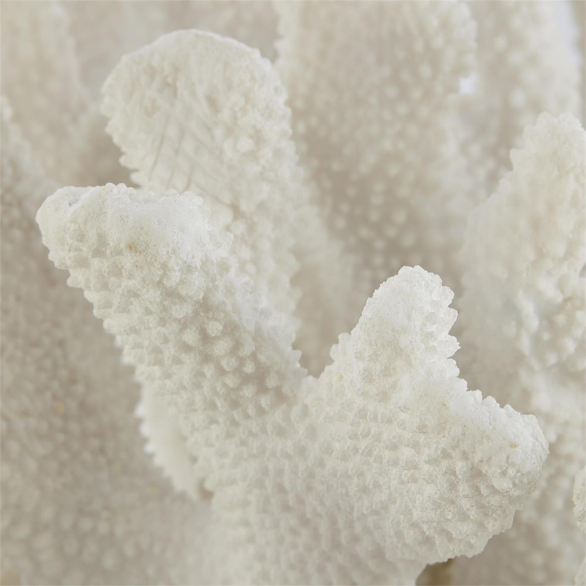 Coral Sculpture on Crystal by John Richard | Sutter & Vale
