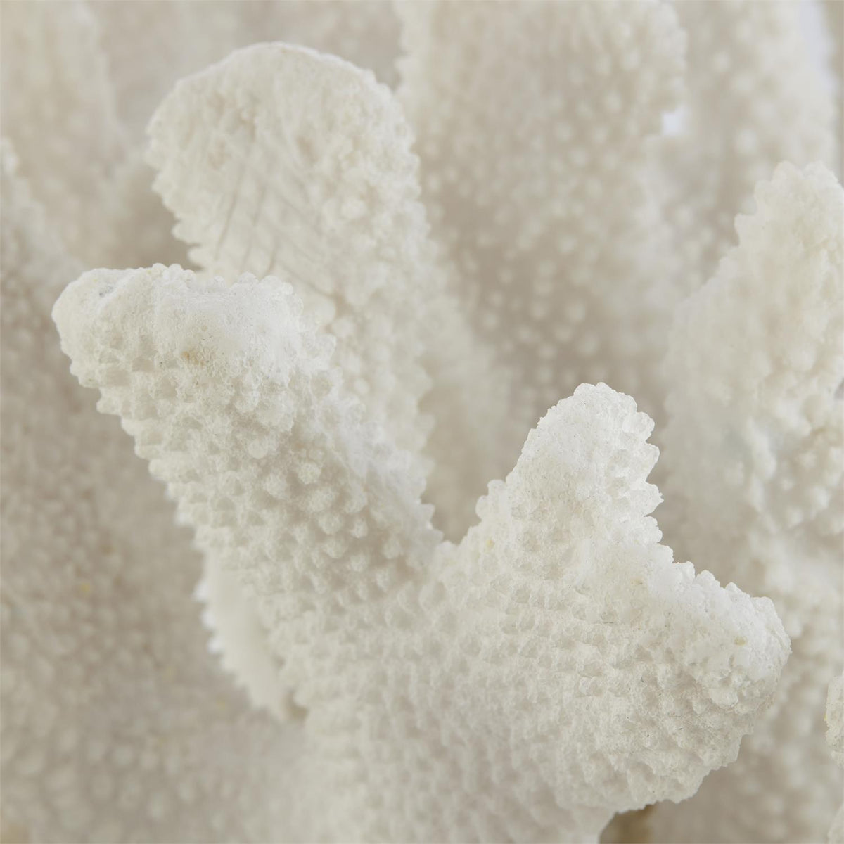 Coral Sculpture on Crystal