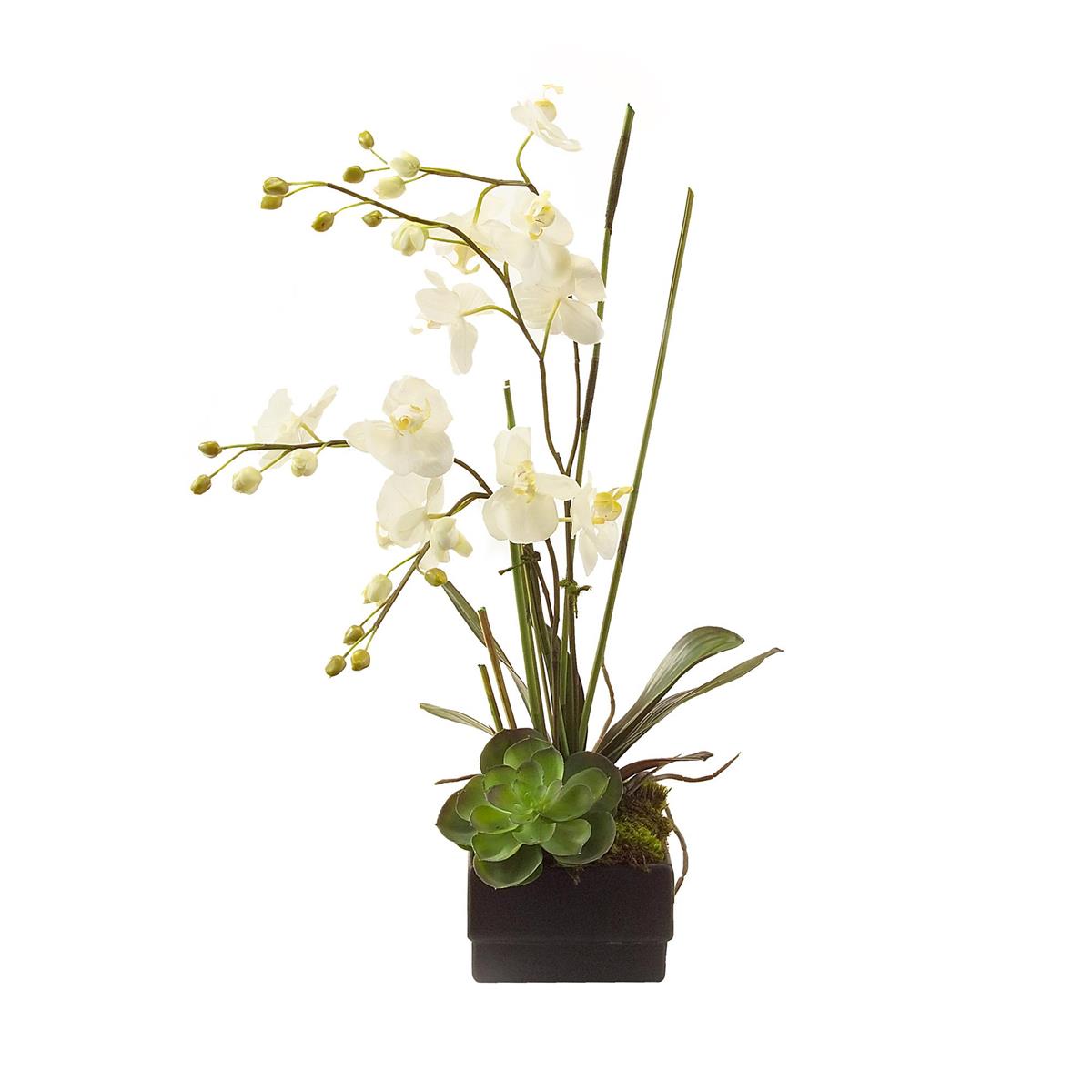 Phalaenopsis Orchid – Art by John Richard | Sutter & Vale