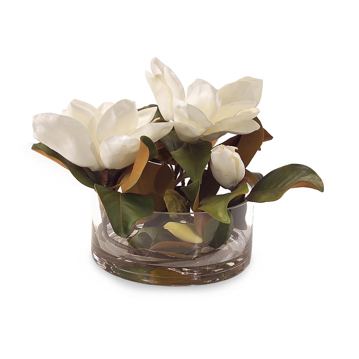 Magnolia Grandiflora – Art by John Richard | Sutter & Vale