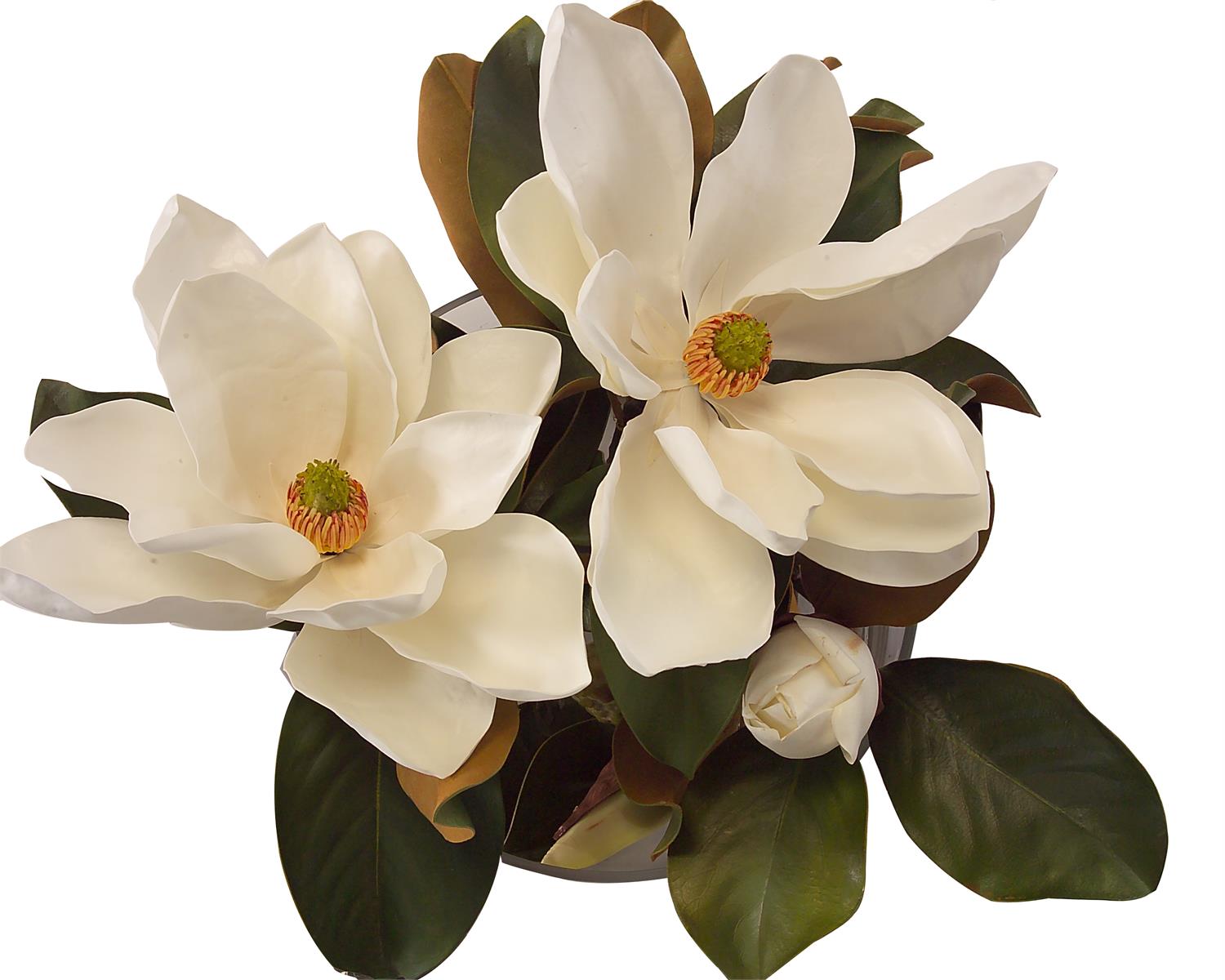 Magnolia Grandiflora