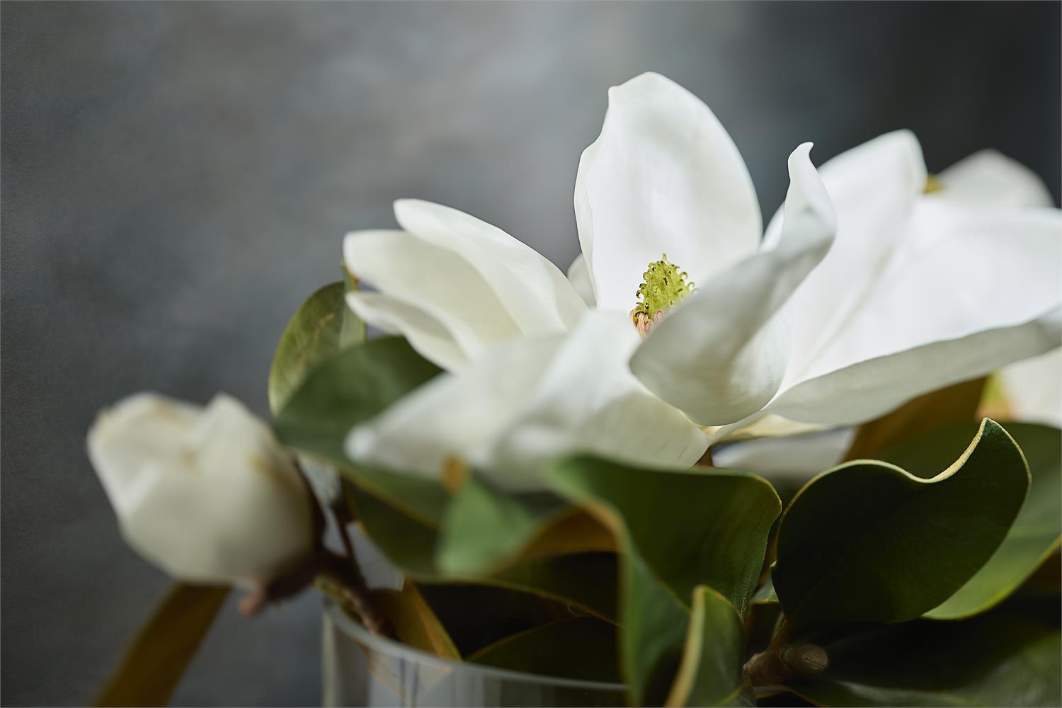 Magnolia Grandiflora