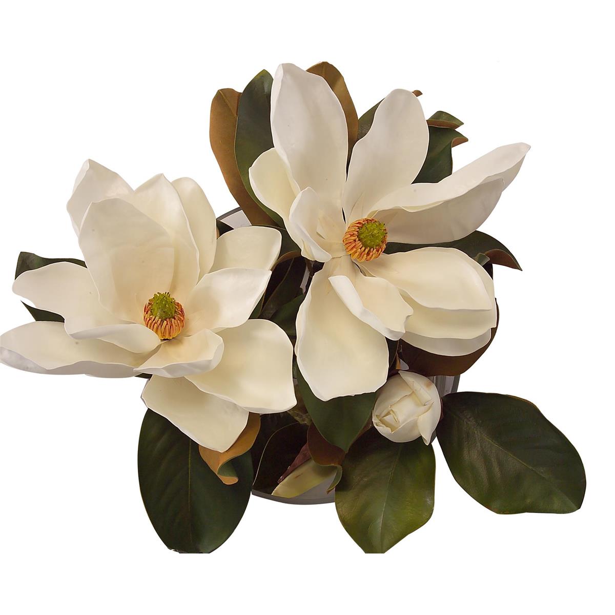 Magnolia Grandiflora – Art by John Richard | Sutter & Vale