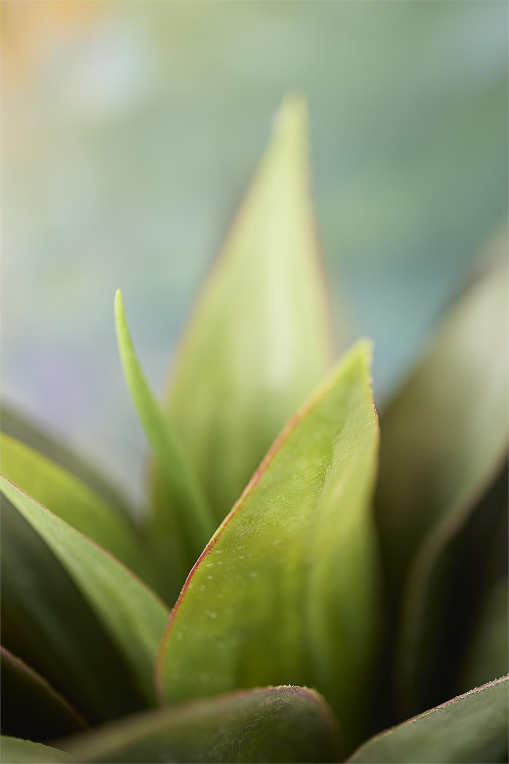 Aqua Agave