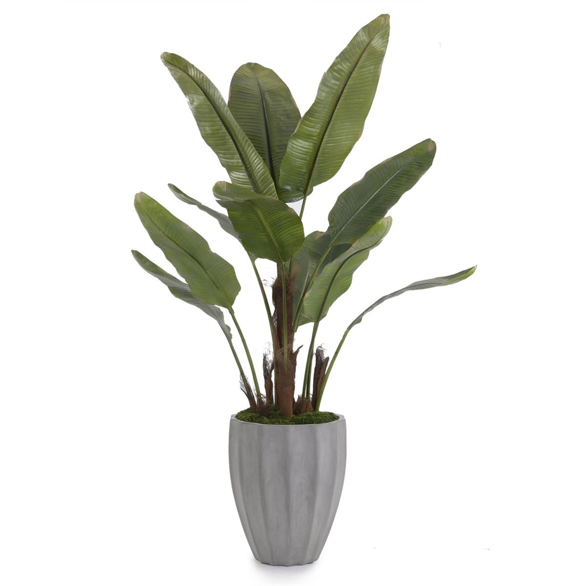 New Banana Tree by John Richard | Sutter & Vale