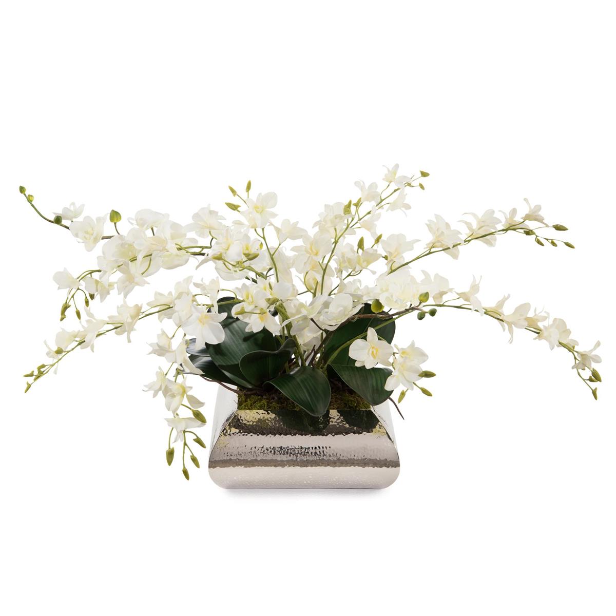 Dendrobium Reflections by John Richard | Sutter & Vale