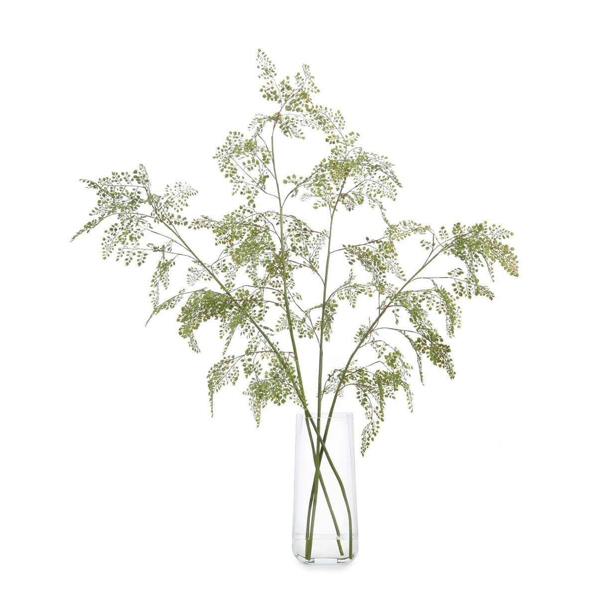 Aqua Fern by John Richard | Sutter & Vale