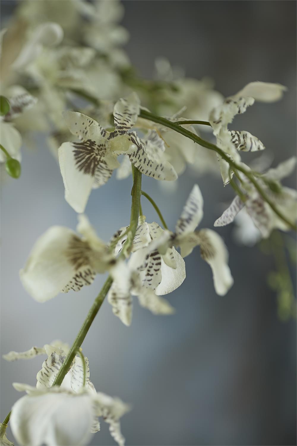 Mitsumata Orchids
