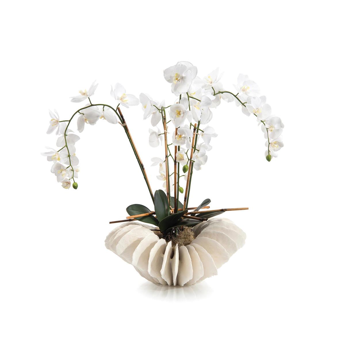 Sea Coral Orchids by John Richard | Sutter & Vale
