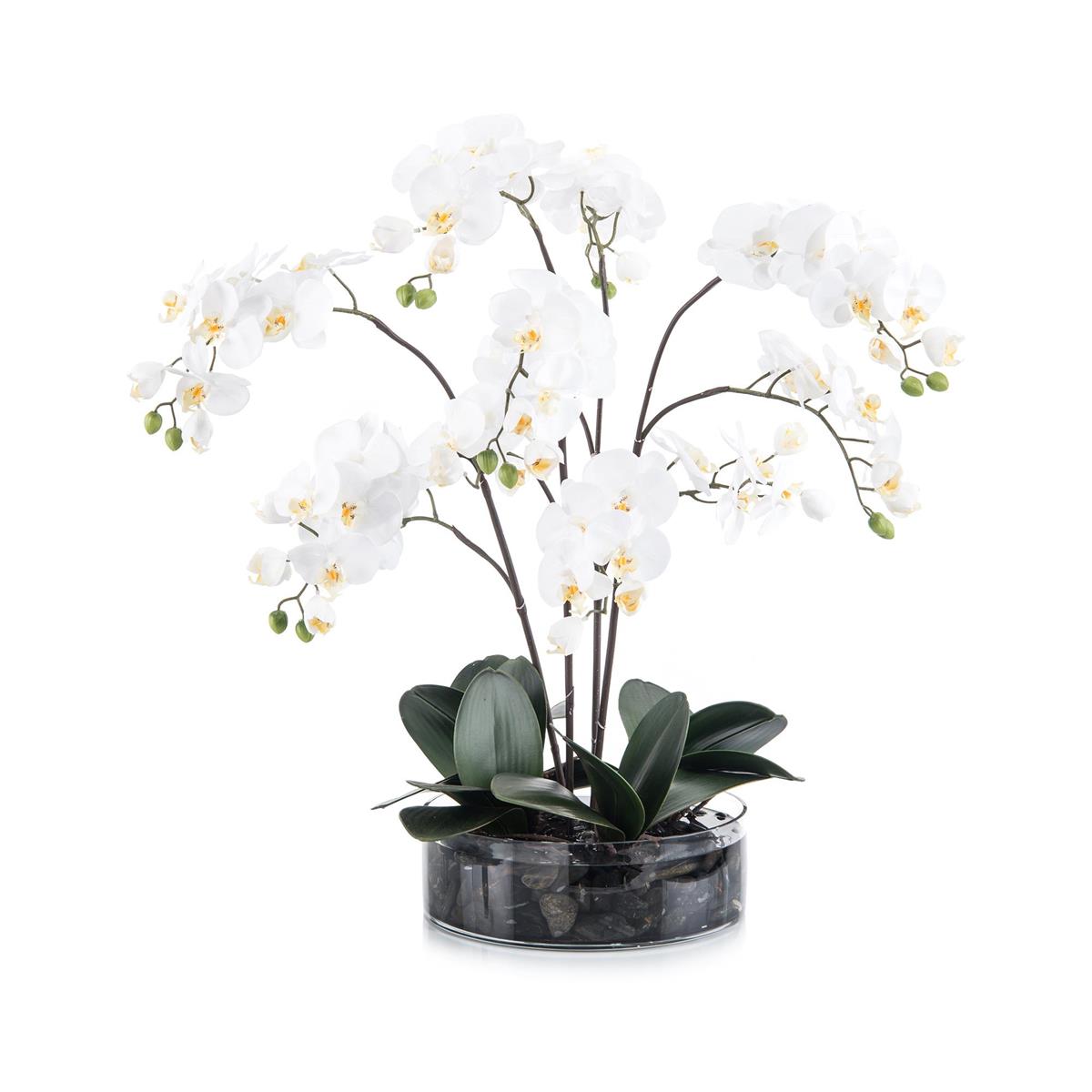 Midnight Phals by John Richard | Sutter & Vale