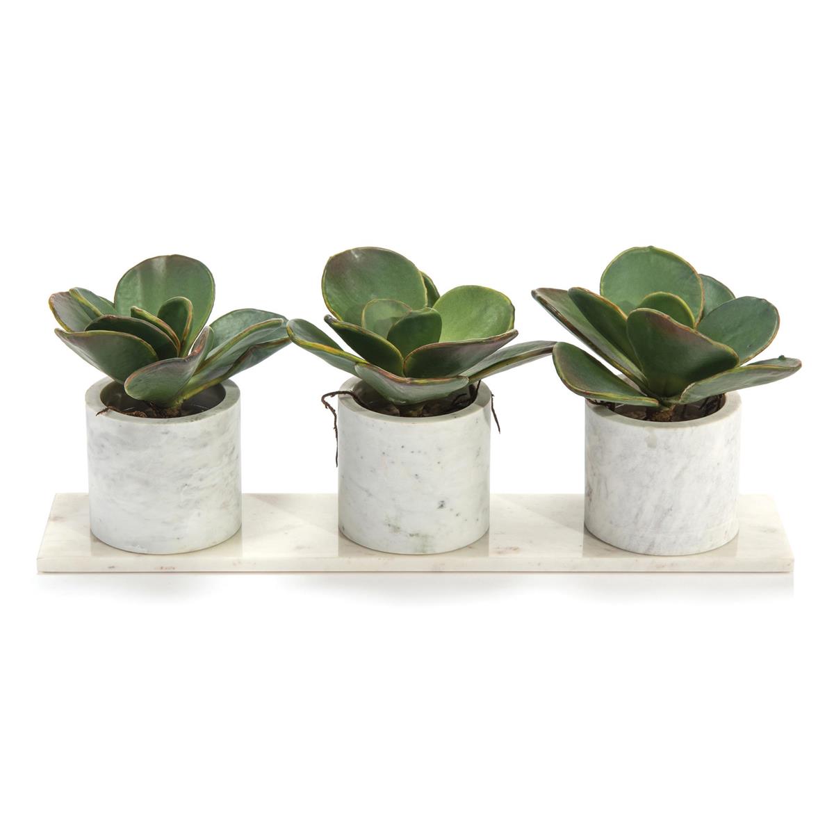 Marble Succulents – Art by John Richard | Sutter & Vale
