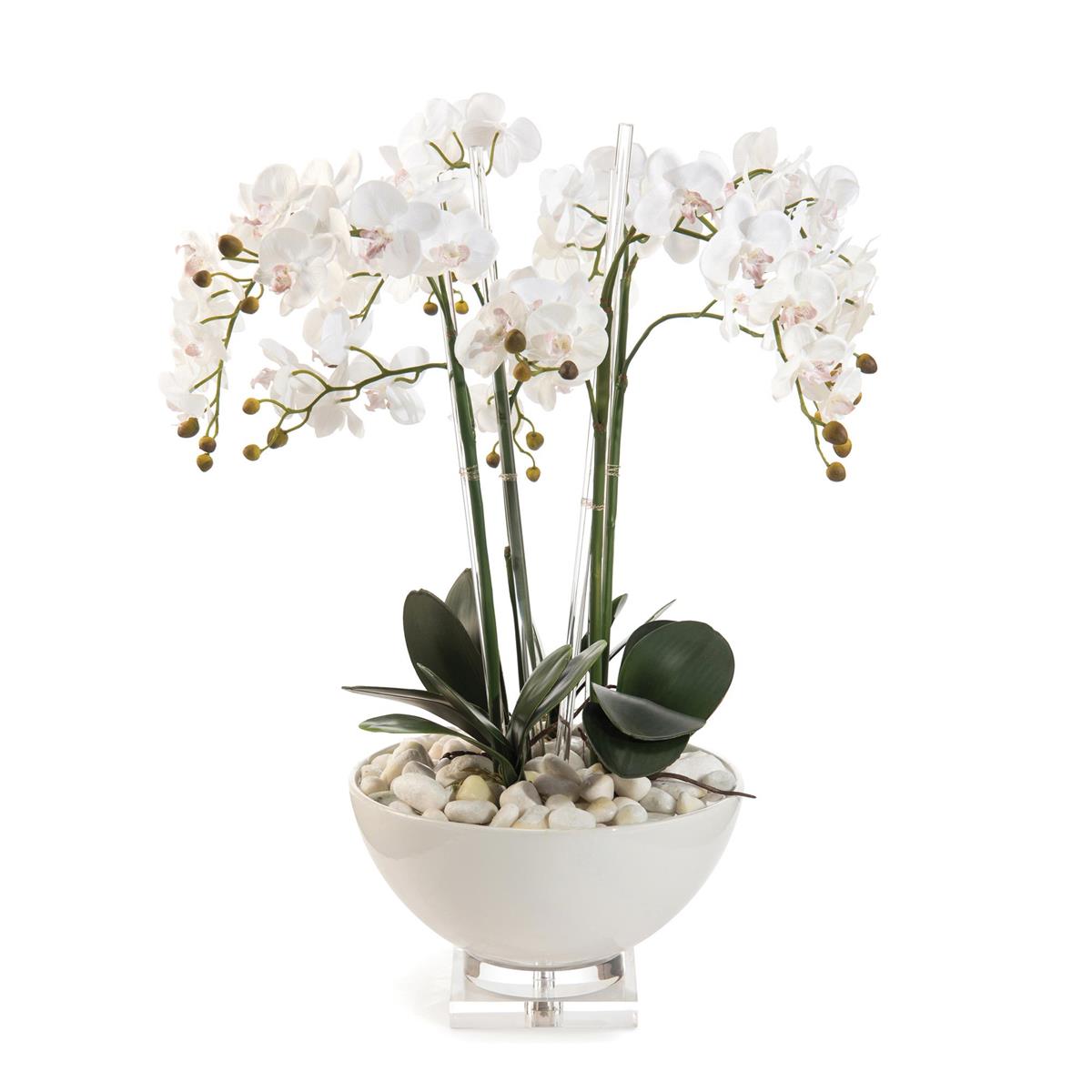 White Orchids by John Richard | Sutter & Vale