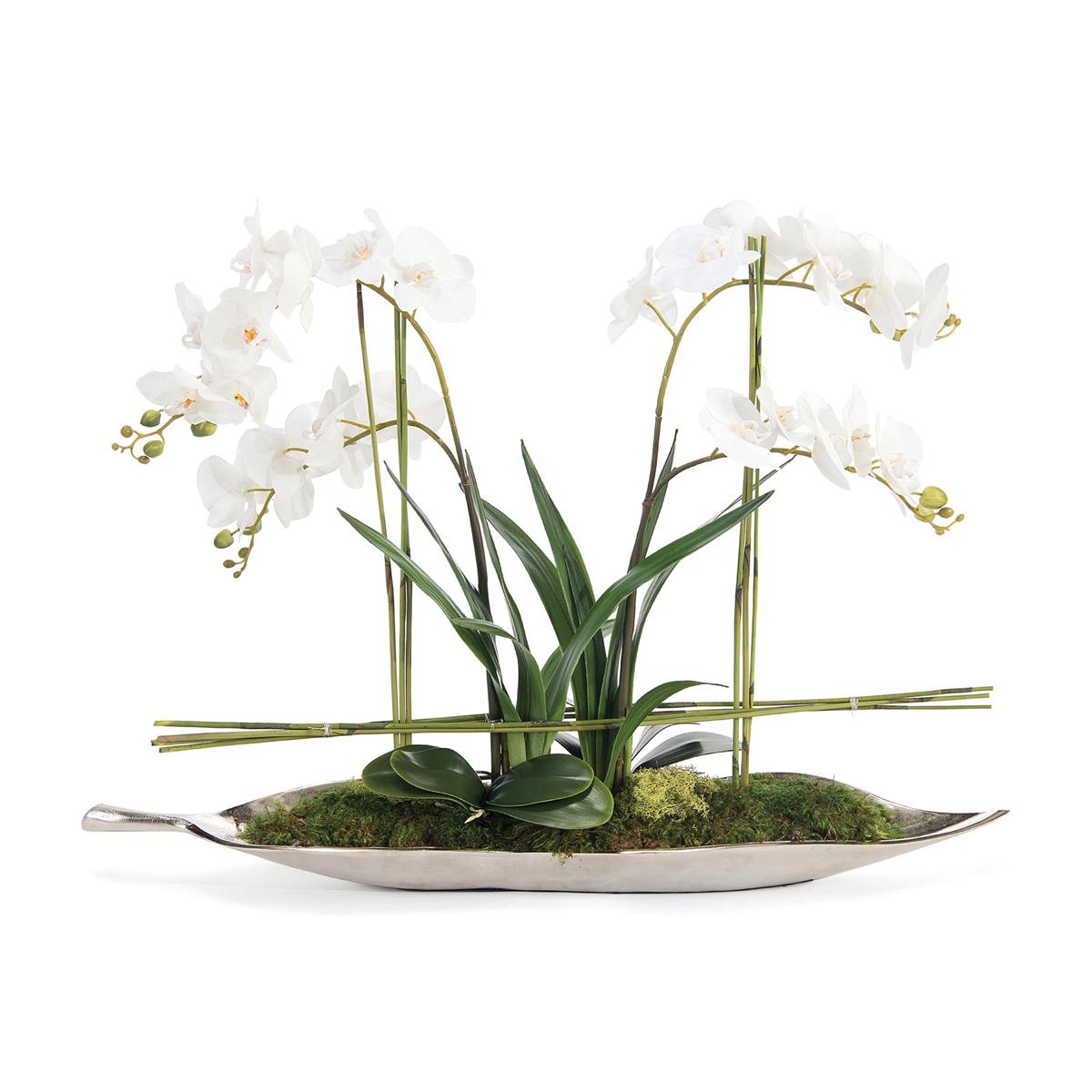 Silver Leaf Orchids by John Richard | Sutter & Vale