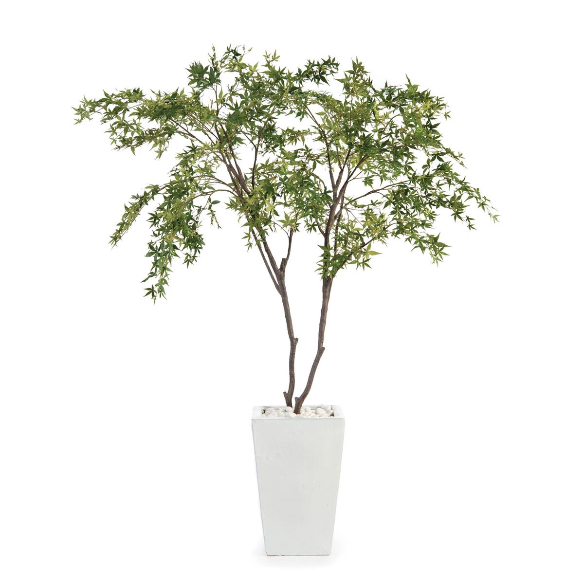 White Maples by John Richard | Sutter & Vale