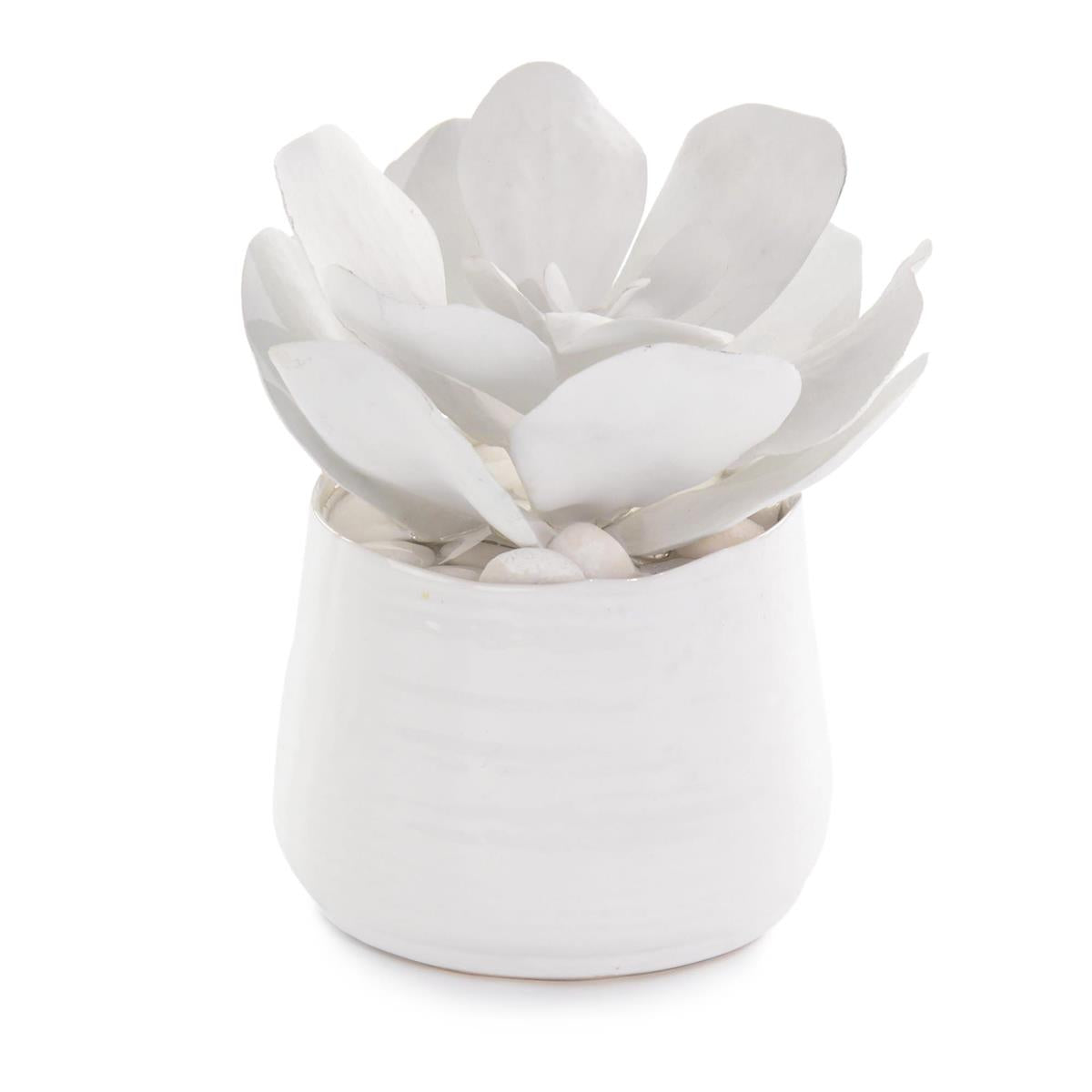 White Succelents by John Richard | Sutter & Vale
