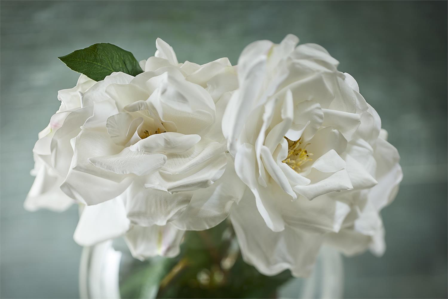 Fresh Garden Roses