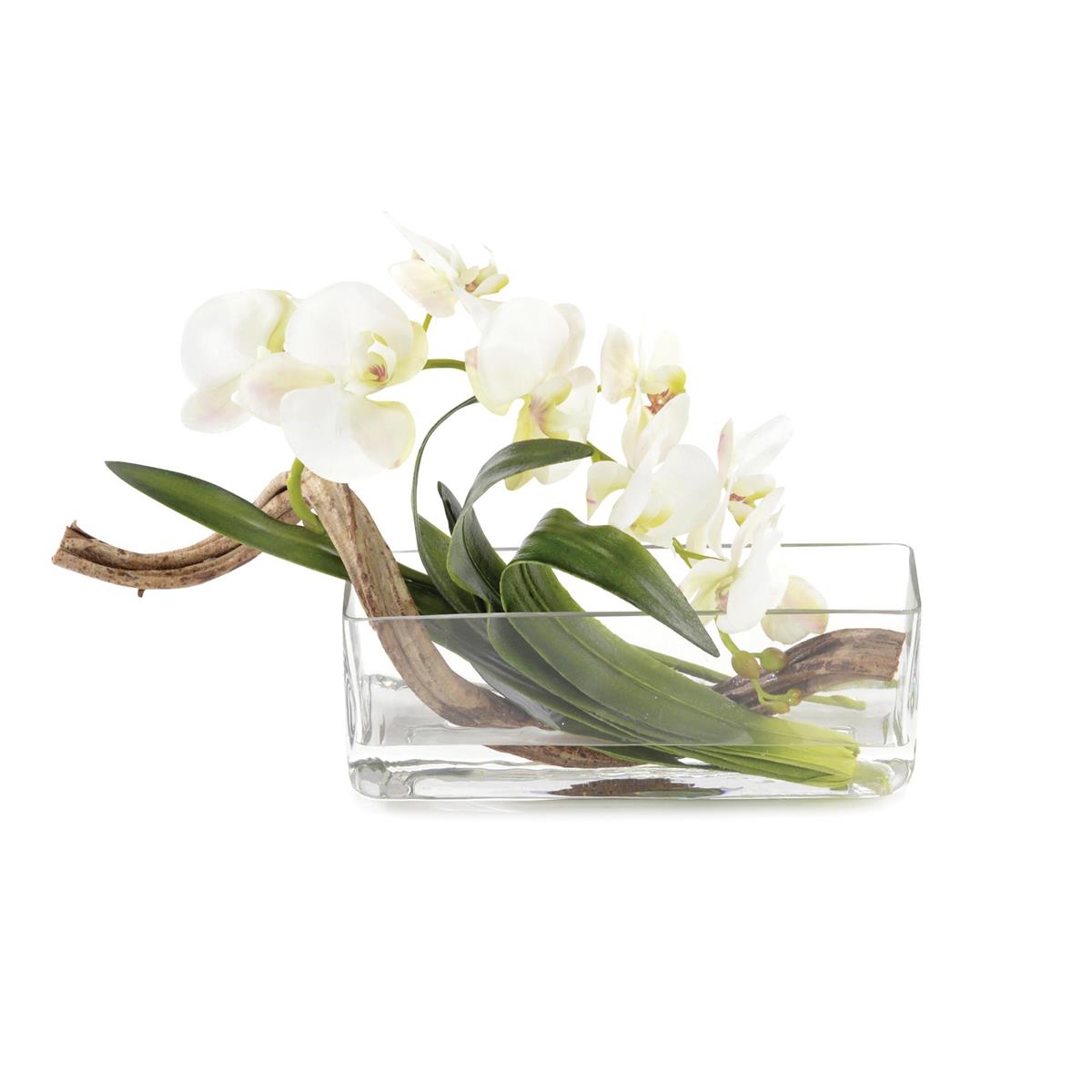 Curly Orchid by John Richard | Sutter & Vale