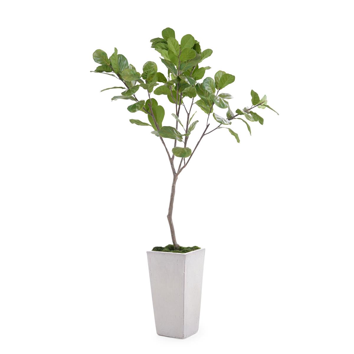 Tarro Fig Tree – Art by John Richard | Sutter & Vale
