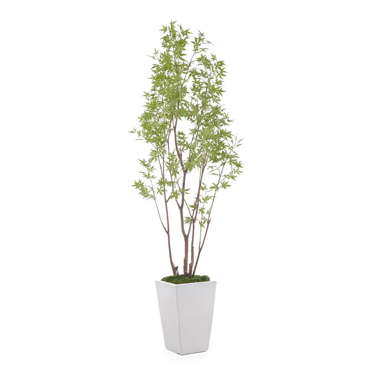 Amur Maple by John Richard | Sutter & Vale