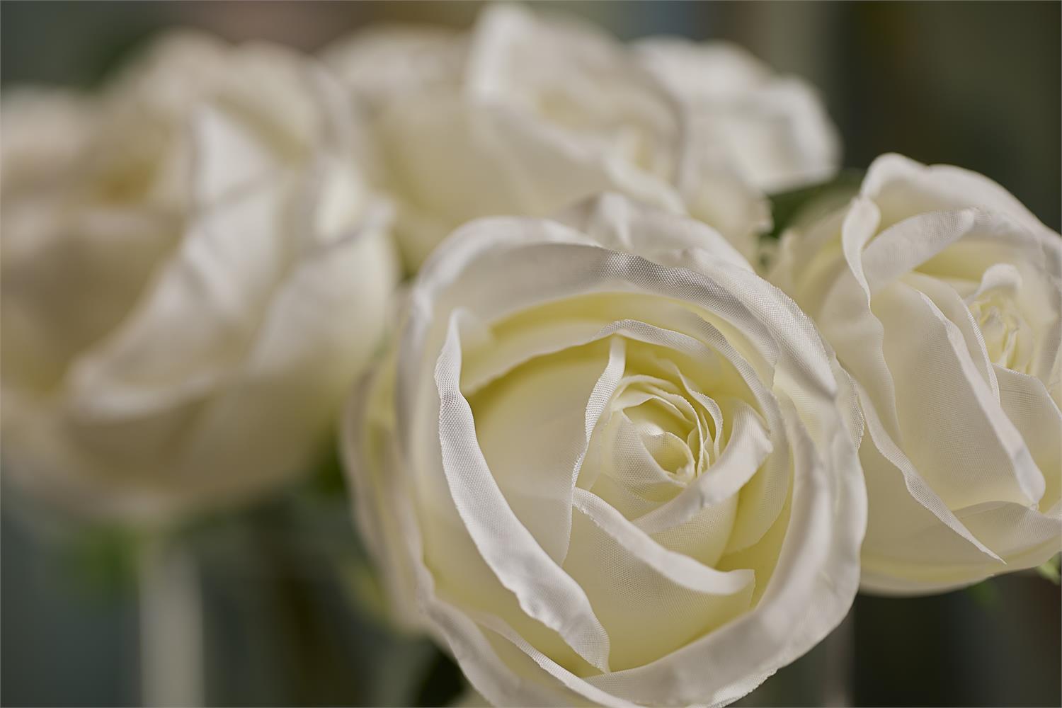 White Rose