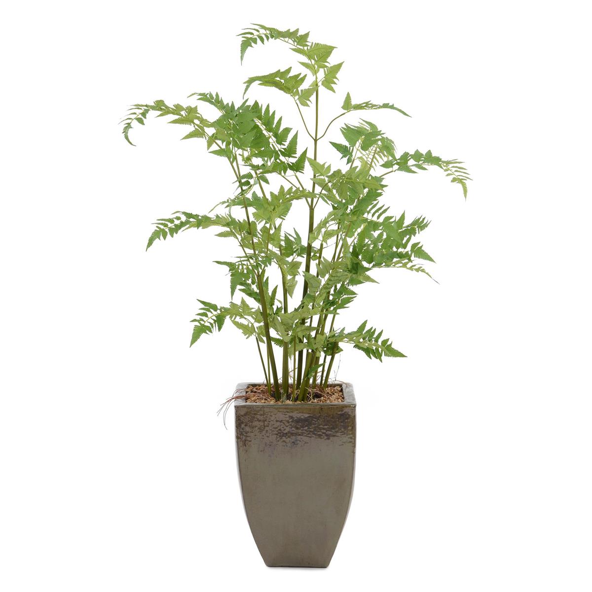 Mossey Fern by John Richard | Sutter & Vale