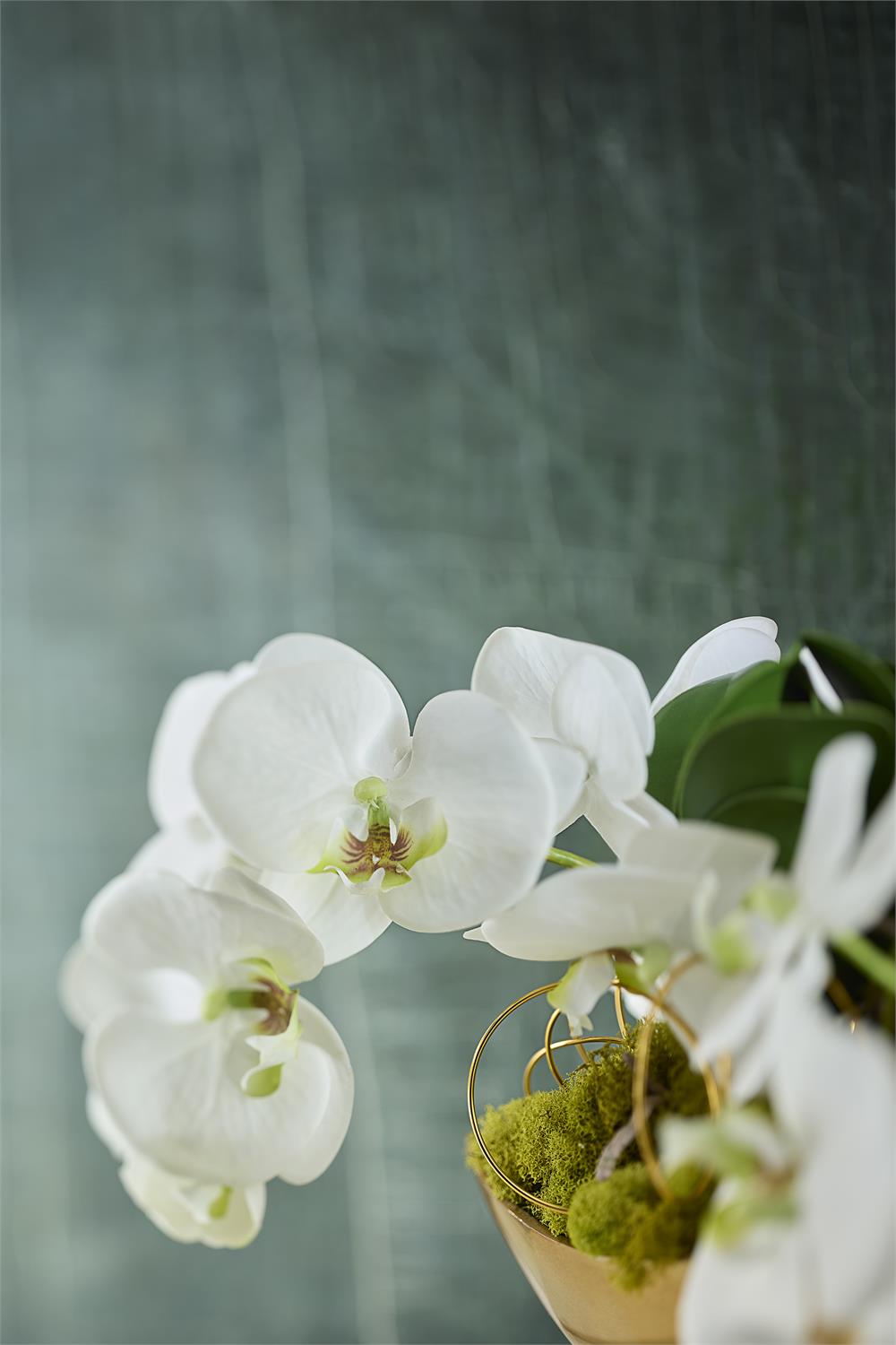 Fallen Orchids