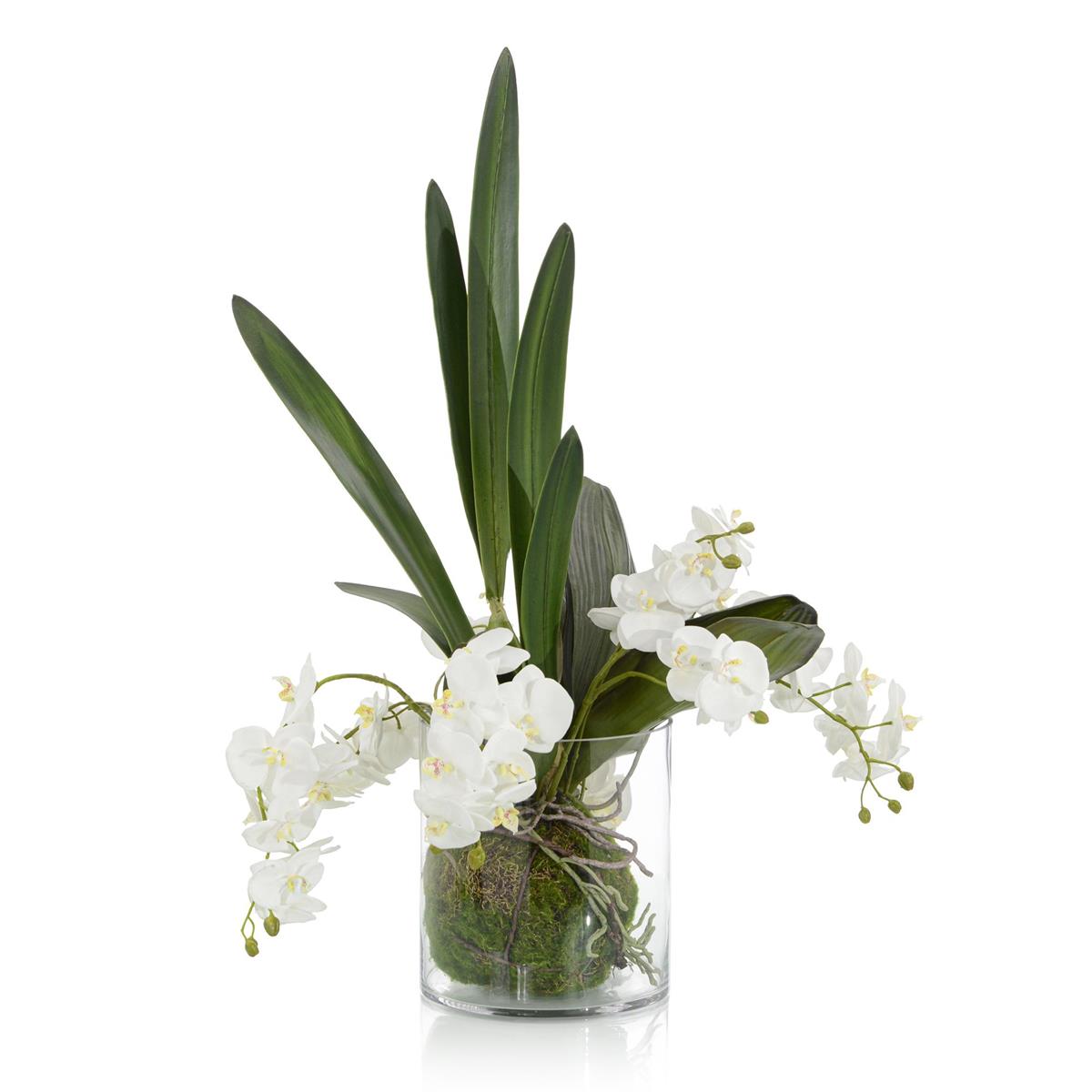 Mossy Orchids – Art by John Richard | Sutter & Vale