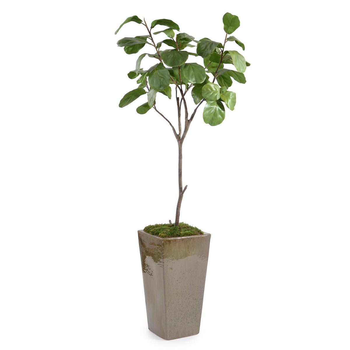 Mossy Fiddle Leaf 5 by John Richard | Sutter & Vale