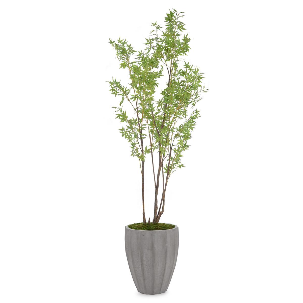Rocky Mountain Maple by John Richard | Sutter & Vale