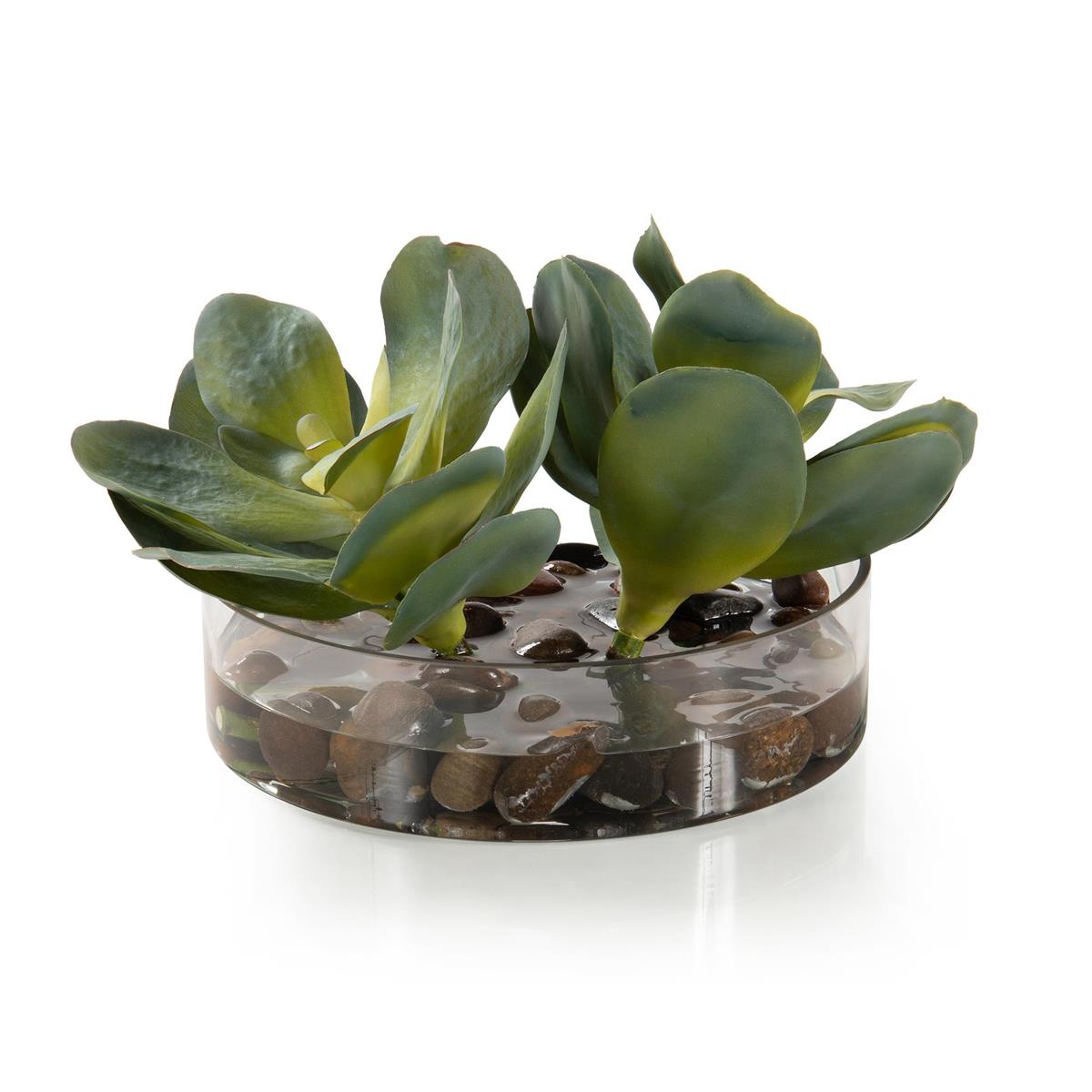 Rocky Succulents – Art by John Richard | Sutter & Vale