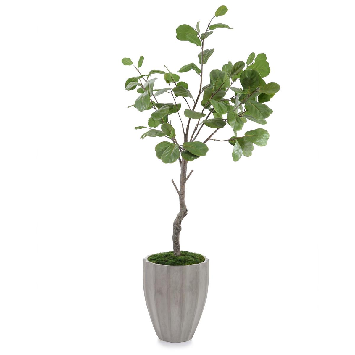 Coastal Fog Fiddle Leaf – Art by John Richard | Sutter & Vale