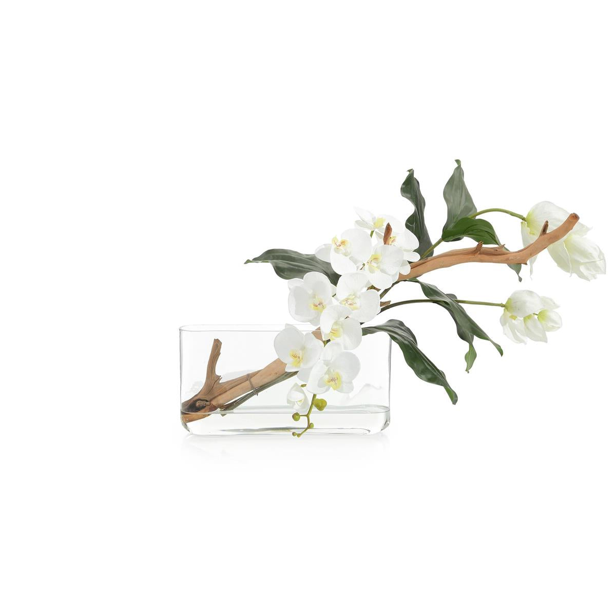 Beautiful Medinilla – Art by John Richard | Sutter & Vale