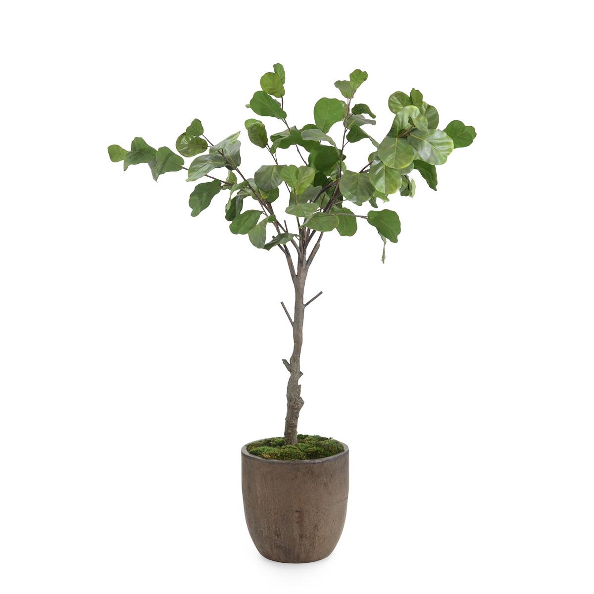 Fiddle Leaf Fig – Art by John Richard | Sutter & Vale