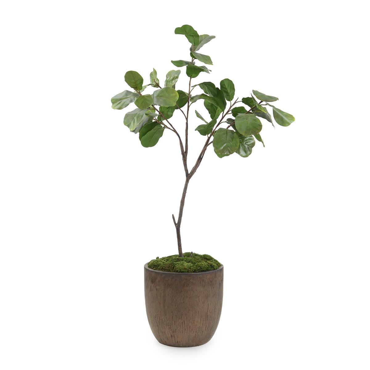 Fiddle Leaf Fig by John Richard | Sutter & Vale