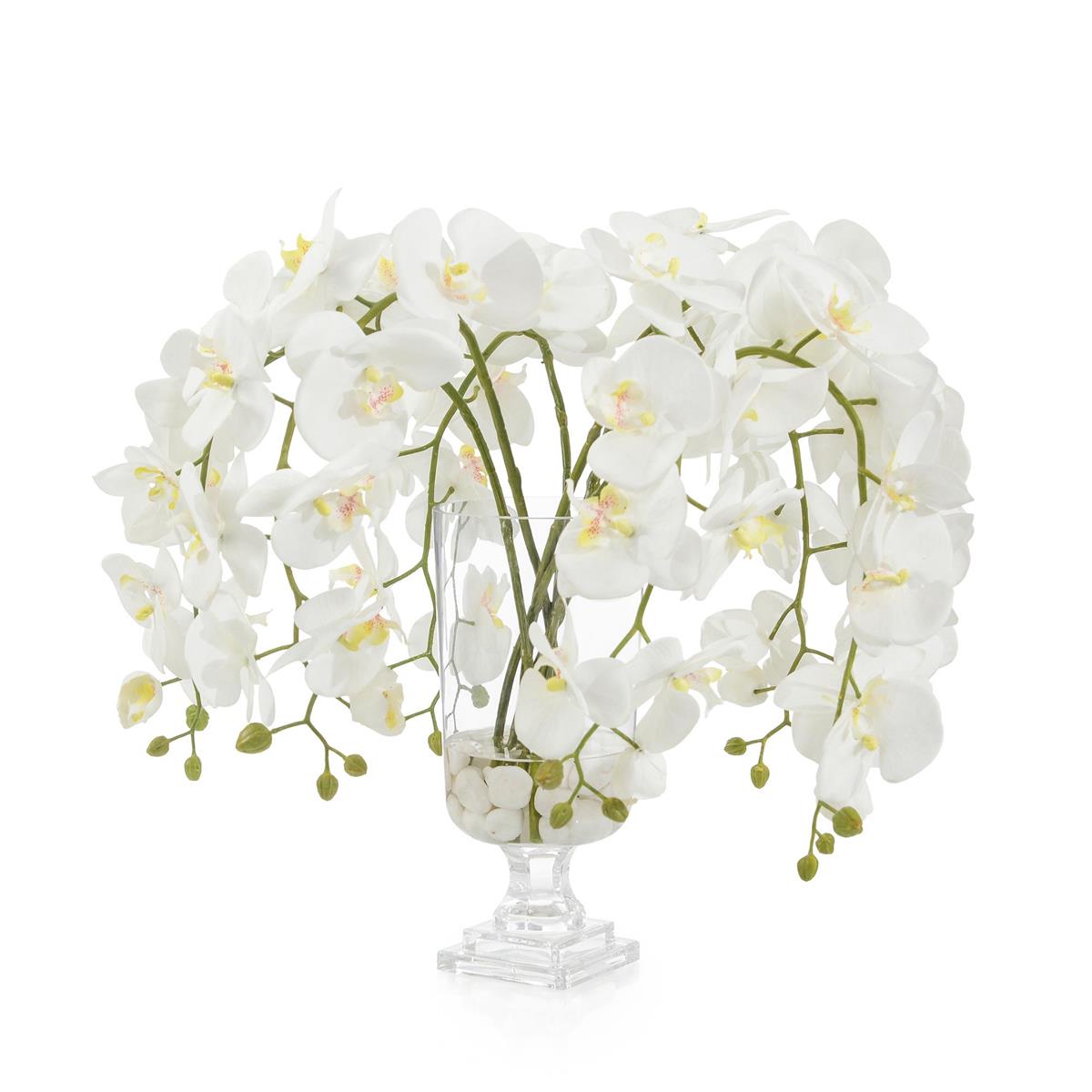 Glamorous Phals by John Richard | Sutter & Vale
