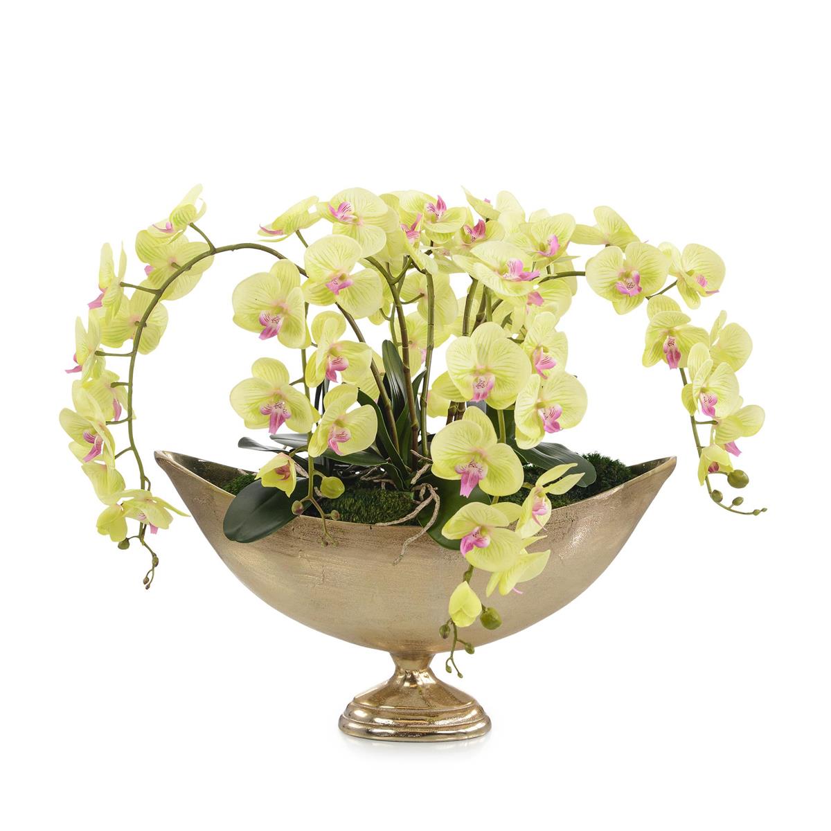 limelight Orchids by John Richard | Sutter & Vale
