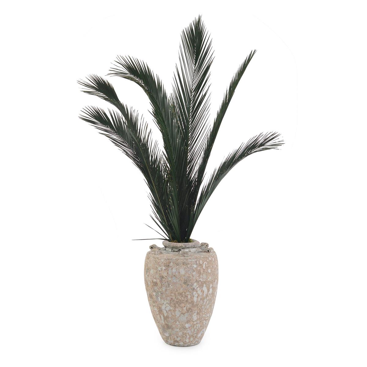 Crusty Palms by John Richard | Sutter & Vale