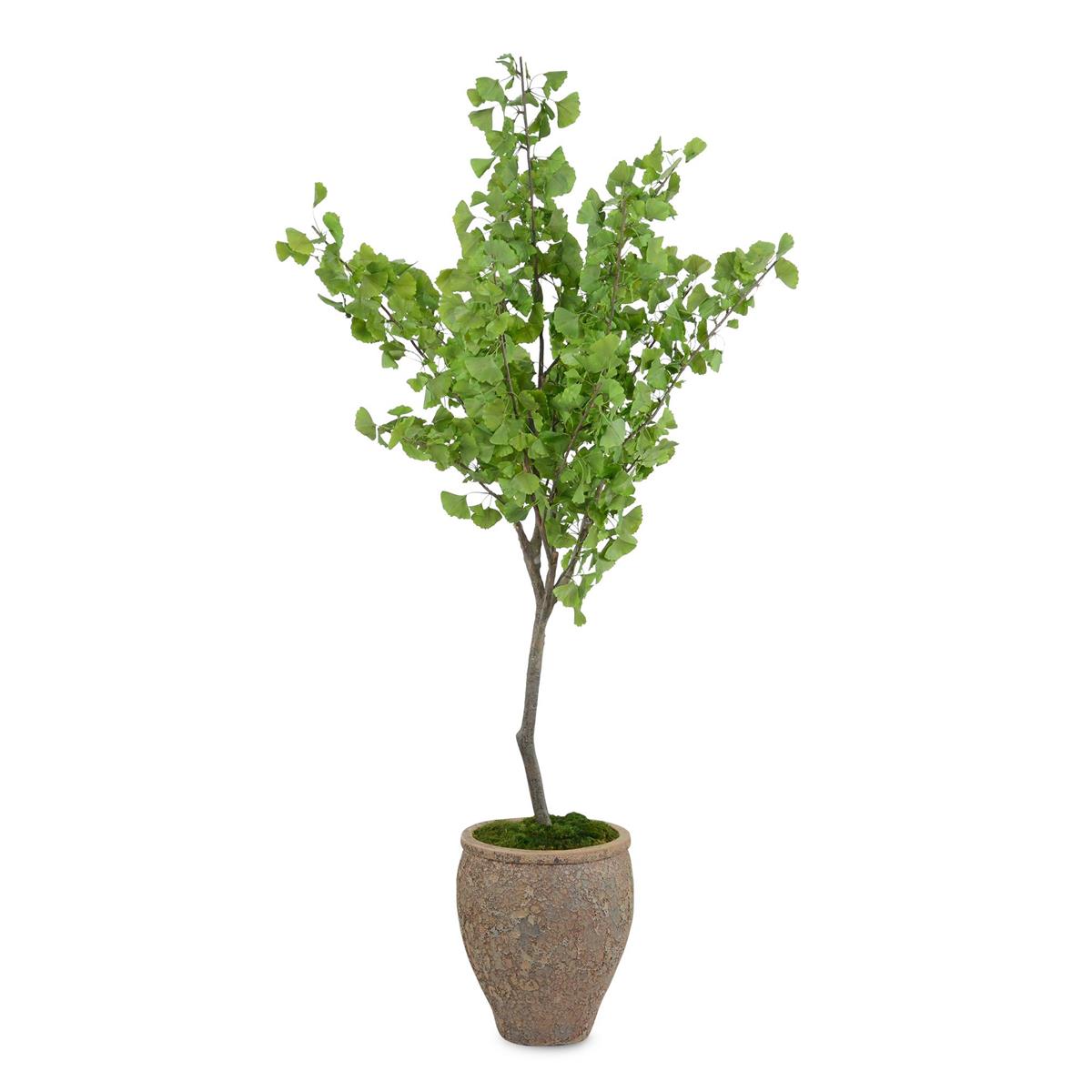 Atlantis Ginko by John Richard | Sutter & Vale