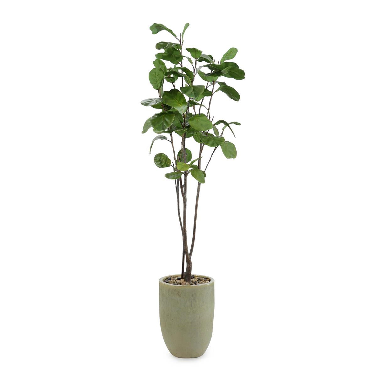 Tall and Slender Fiddle Leaf Fig – Art by John Richard | Sutter & Vale